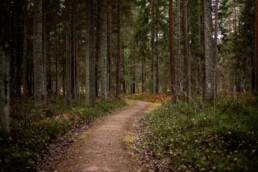 custom WooCommerce development for the memorial industry represented by picture of a trail and trees